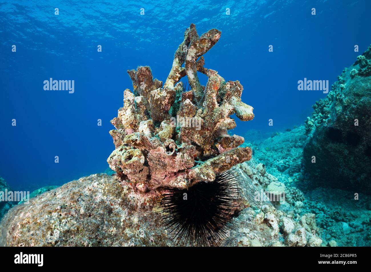 Ein schwarzer stacheliger Seeigel untersteht dem Skelett einer Geweih-Korallenkolonie, Pocillopora grandis, die durch warmes Meerwasser gebleicht und gestorben ist Stockfoto