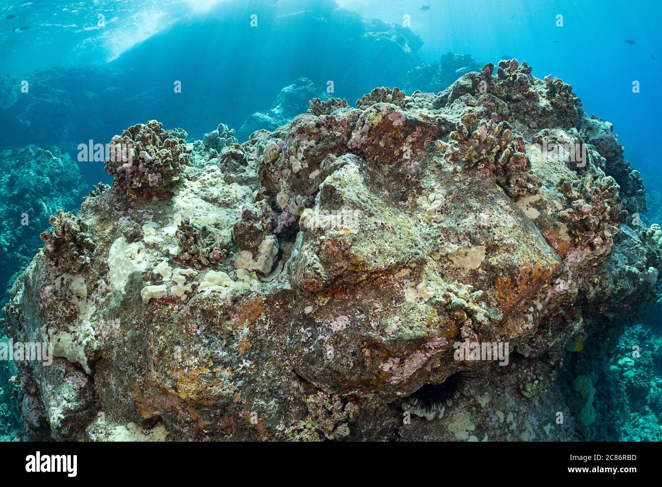 Ein großer Lavagestein ist übersät mit erodierenden Skeletten von Blumenkohlkorallenkolonien, die gebleicht und gestorben sind und jetzt mit einengenden Algen bedeckt sind, Hawaii Stockfoto