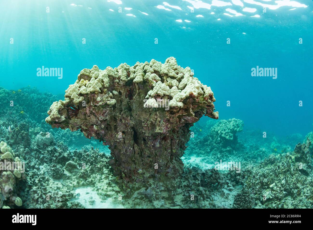 Ein großer Kopf aus Lappen Korallen, wird um die Basis erodiert, und in Gefahr des Zusammenbruchs; die Schicht der lebenden Korallen an der Spitze ist leicht gebleicht, Hawaii Stockfoto