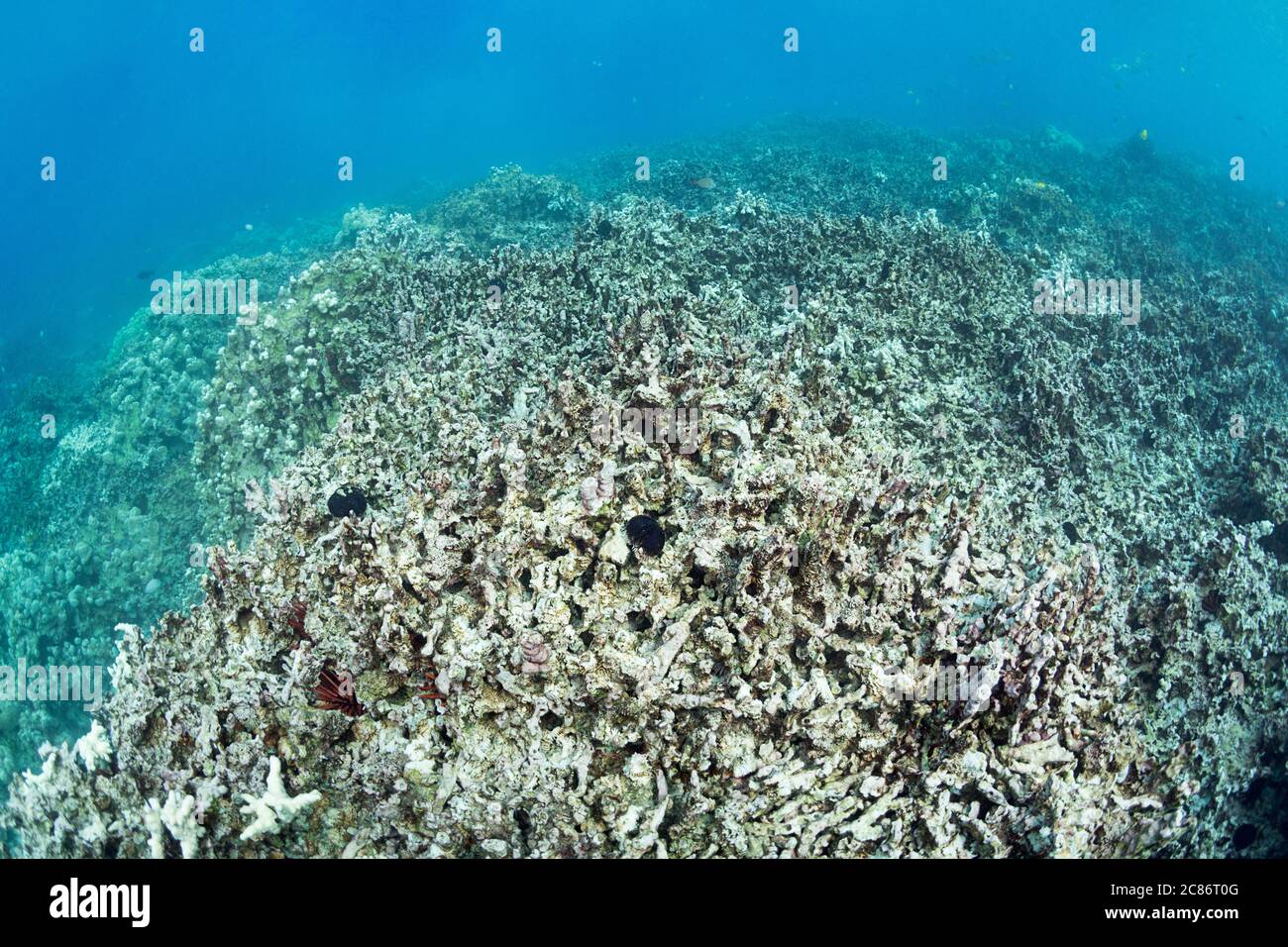 Ein Feld von gebrochenen Korallen Schutt, wo einst gab es ein lebendes Riff, Honaunau Bay, aka Two Step, South Kona, Hawaii Island, The Big Island, Hawaii, USA Stockfoto
