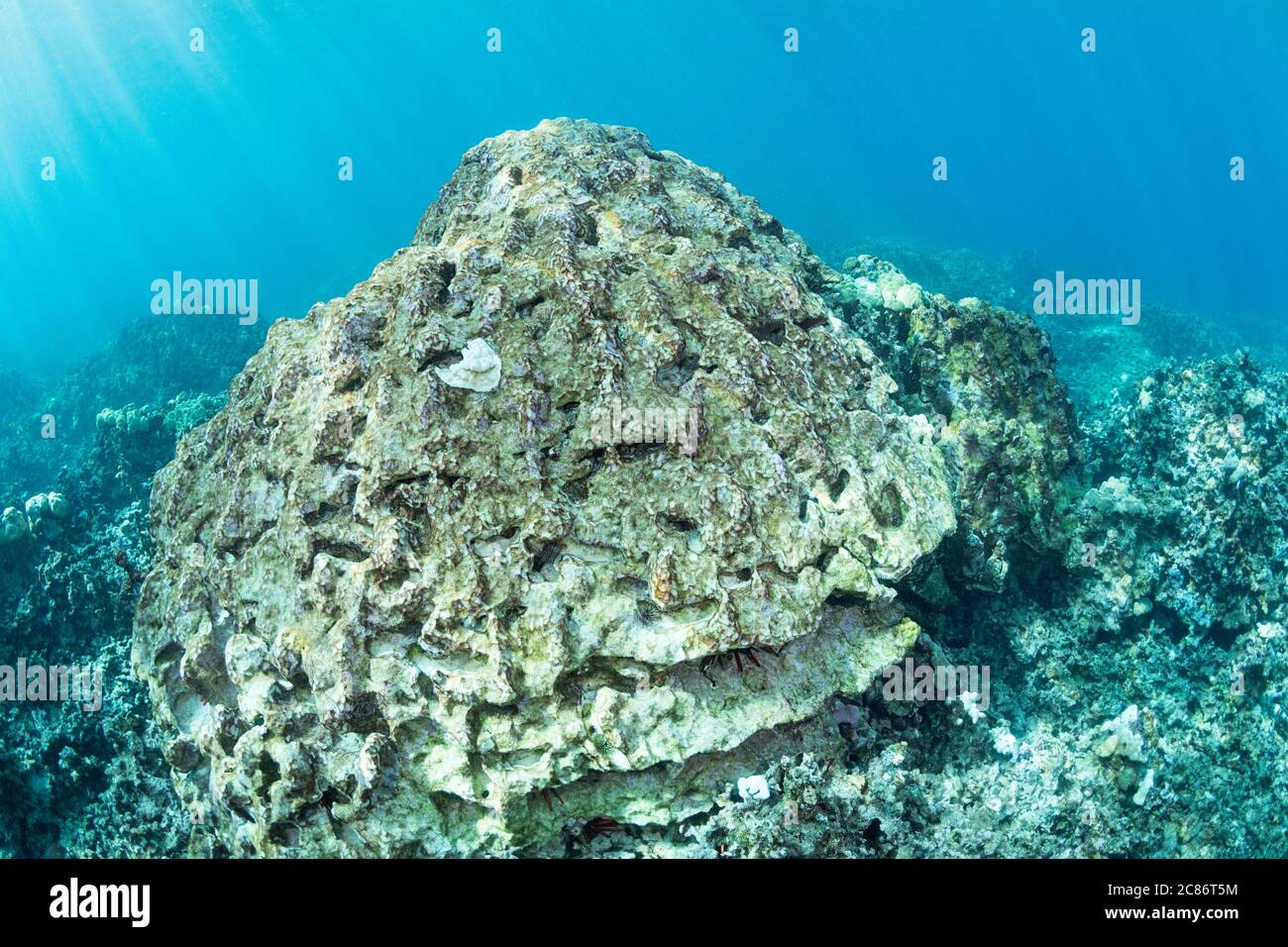 Ein großer Kopf von Lappen Koralen  LW AT  , die durch Bleichen starb hat eine leichte Schicht von grünen Algen und Kratzspuren von Papageienfischen Fütterung auf die Algen, Kona, Hawaii Stockfoto