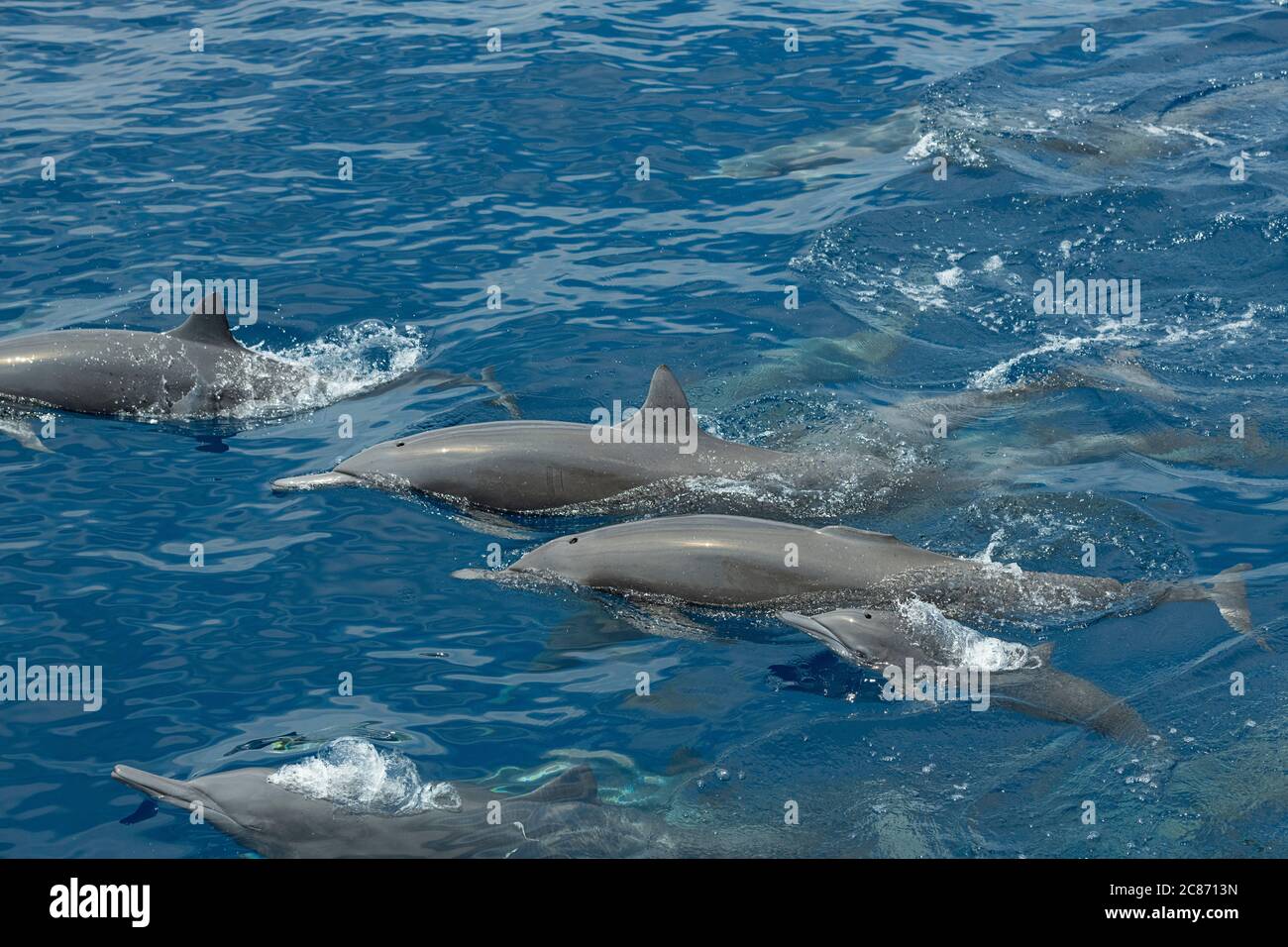 östlicher Spinner Delfin, Stenella longirostris orientalis, oder mittelamerikanischer Spinner, S. l. centroamericana, Ausatmen während der Auftauchung, Costa Rica Stockfoto