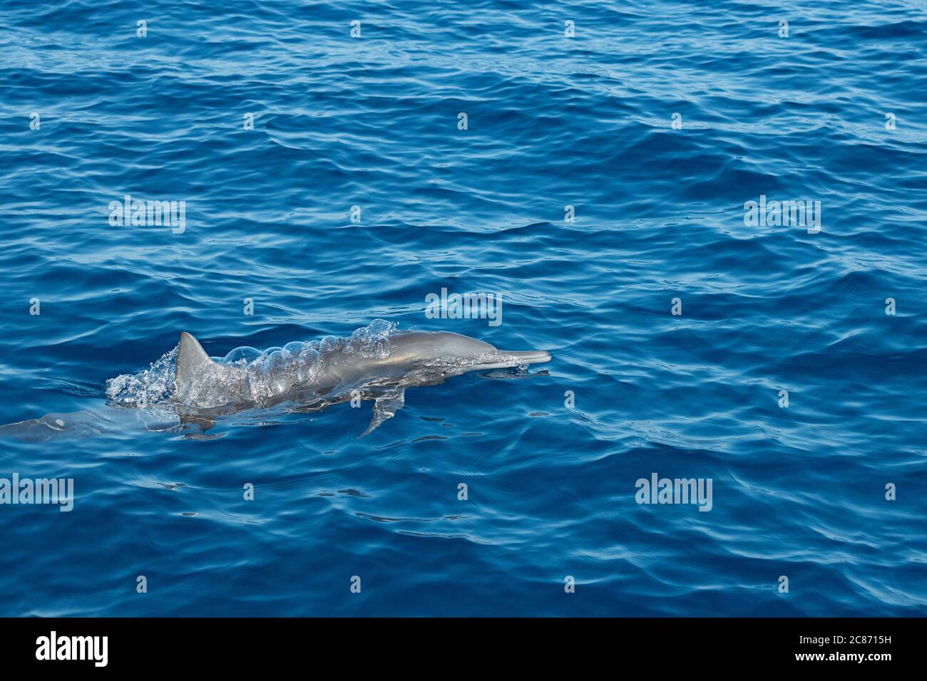 östlicher Spinner Delfin, Stenella longirostris orientalis, oder zentralamerikanischer Spinner, S. l. centroamericana, Ausatmen von Blasen während der Oberfläche, Costa Stockfoto