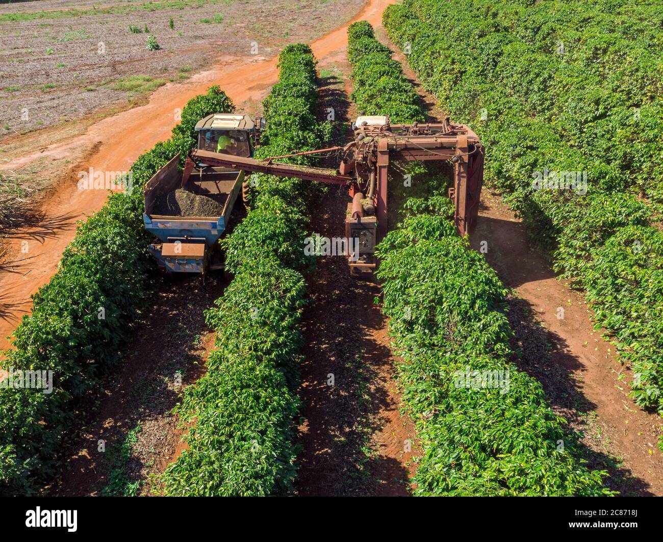 Maschine im Feld Ernte Kaffee in der Plantage von Brasilien Stockfotografie  - Alamy