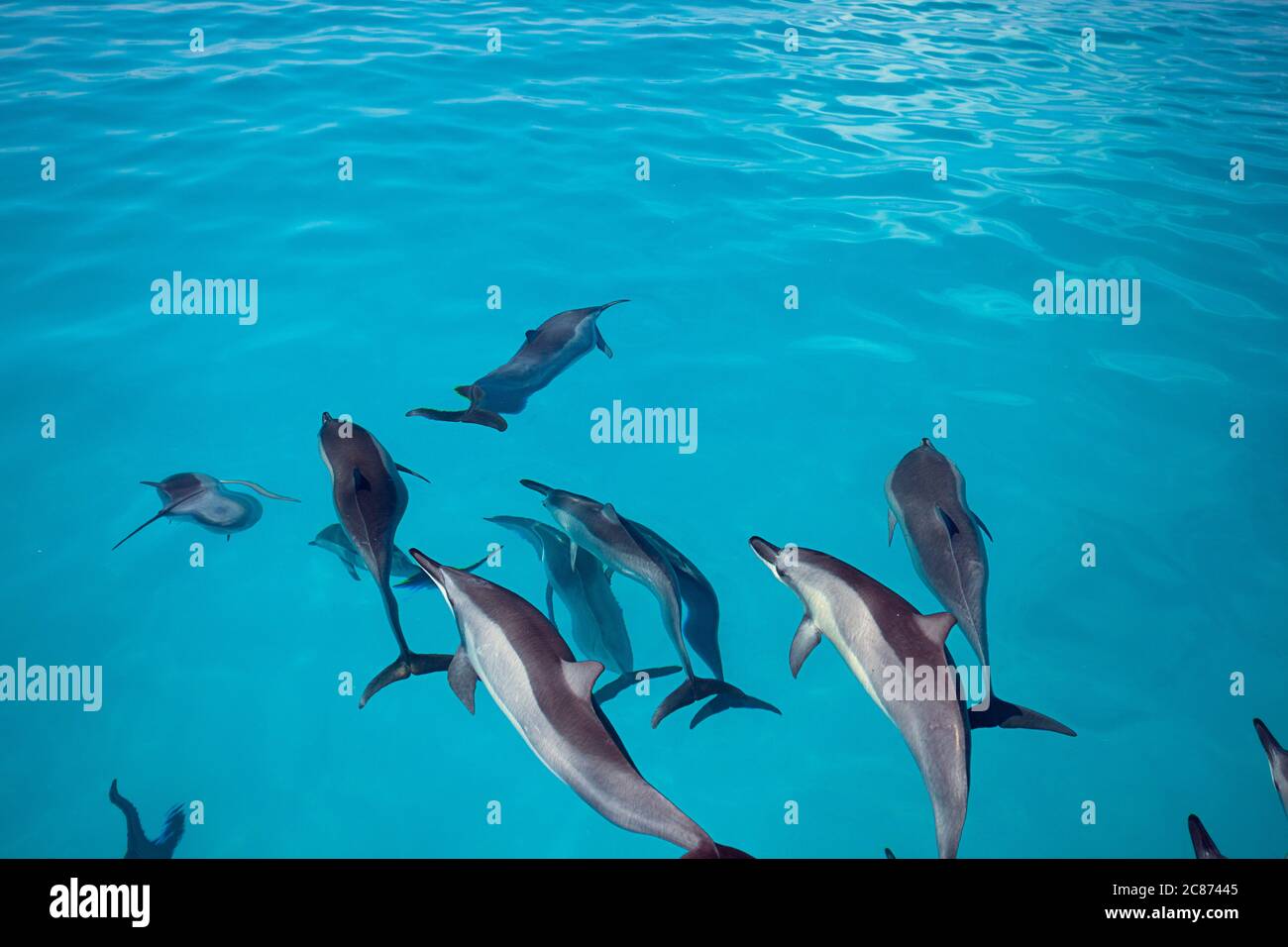 Hawaiianische Spinner-Delfine, Stenella longirostris longirostris, Bogenreiten auf dem Boot, das sich Sand Island nähert, Midway Atoll National Wildlife Refuge, USA Stockfoto