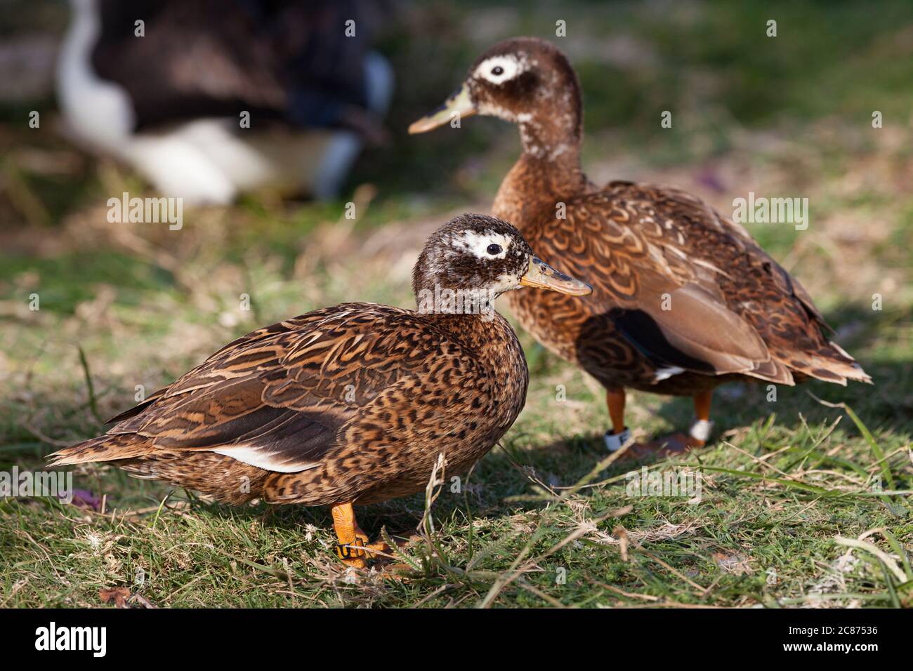 Laysan Enten oder Laysan teal, Anas laysanensis, die seltenste Ente der Welt (vom Aussterben bedroht), mit Laysan Albatros im Hintergrund, Midway Stockfoto
