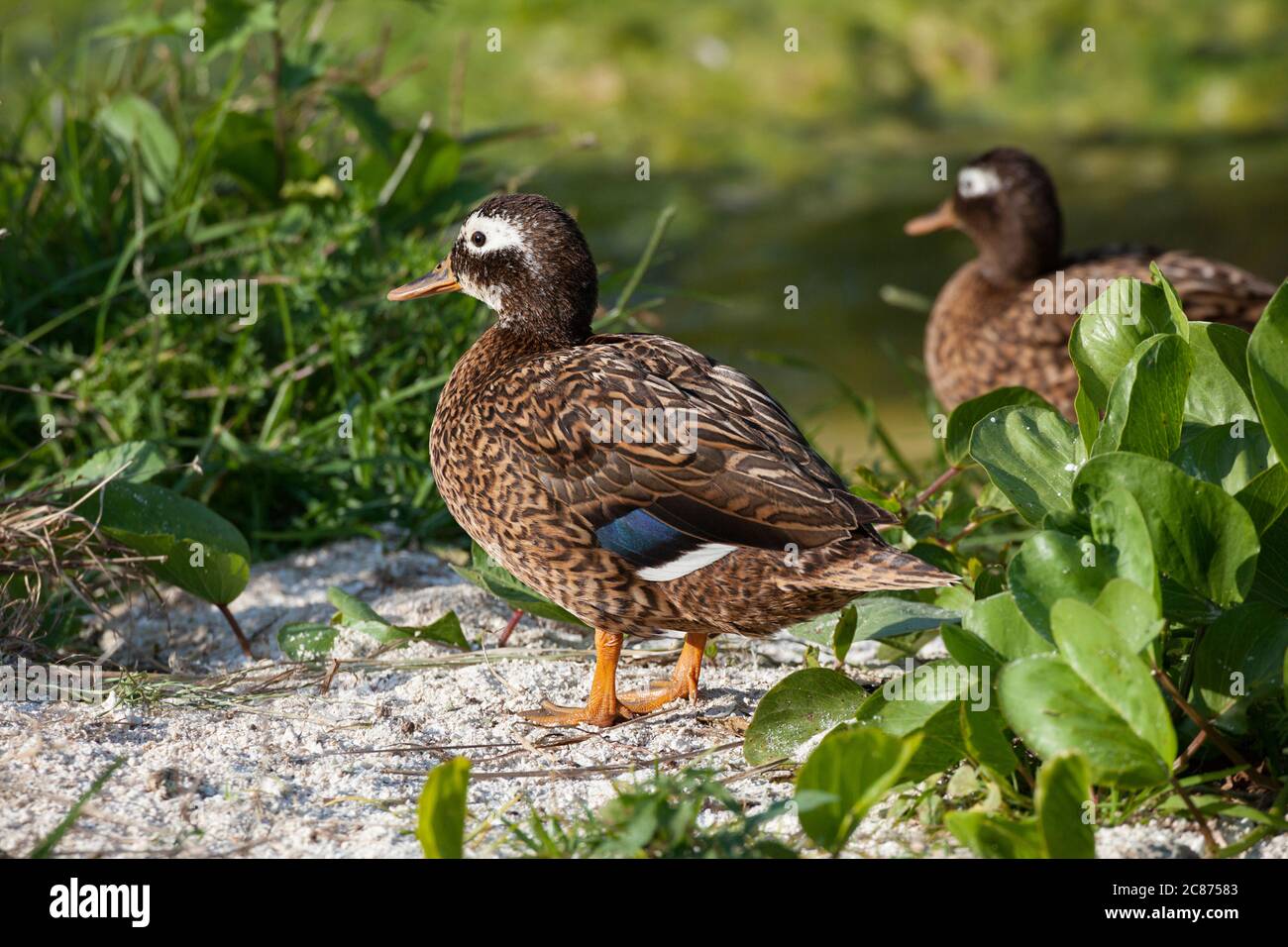 Laysan Ente oder Laysan teal, Anas laysanensis, die seltenste Ente der Welt ( vom Aussterben bedroht ), Midway Atoll National Wildlife Refuge, USA Stockfoto