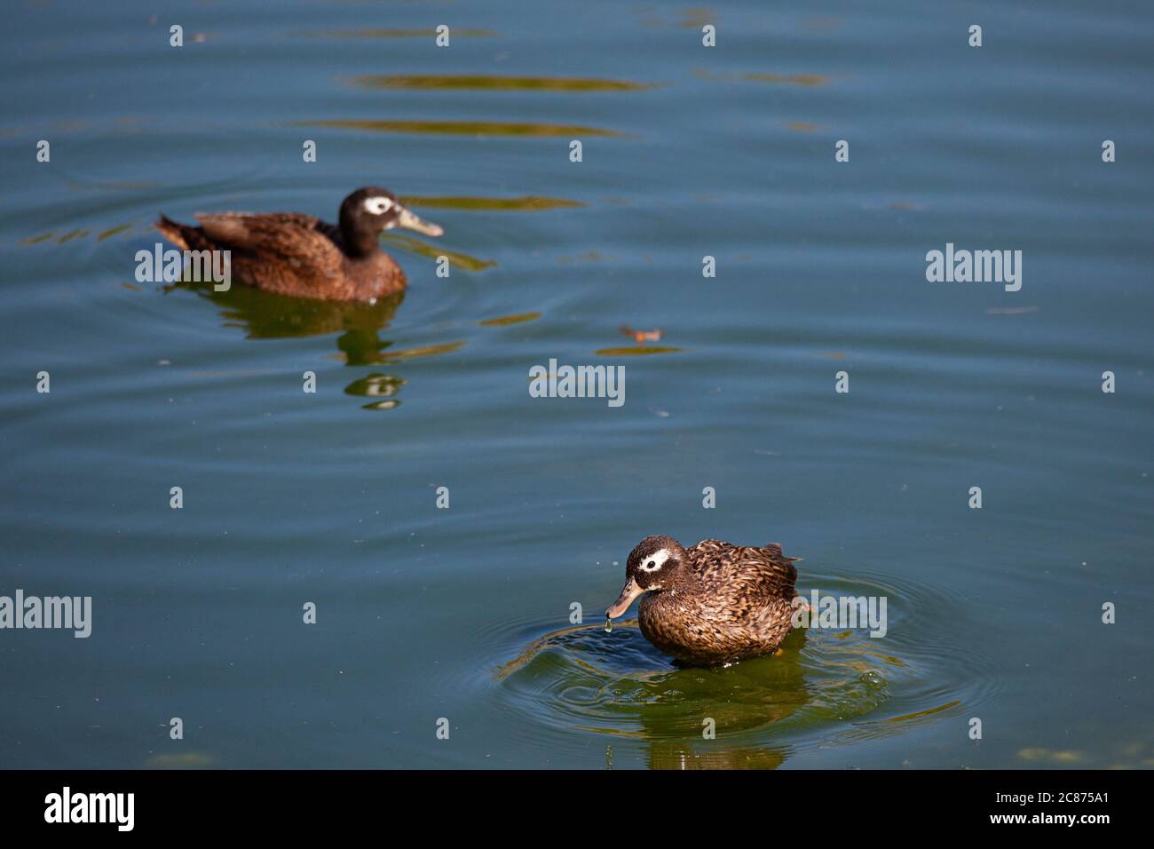 Laysan Ente oder Laysan teal, Anas laysanensis, die seltenste Ente der Welt (vom Aussterben bedroht), Eastern Island, Midway Atoll, USA Stockfoto