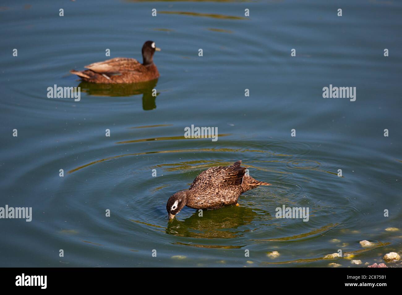 Laysan Ente oder Laysan Teal, Anas laysanensis ( vom Aussterben bedroht ), Trinken oder Füttern, Eastern Island, Midway Atoll National Wildlife Refuge, USA Stockfoto