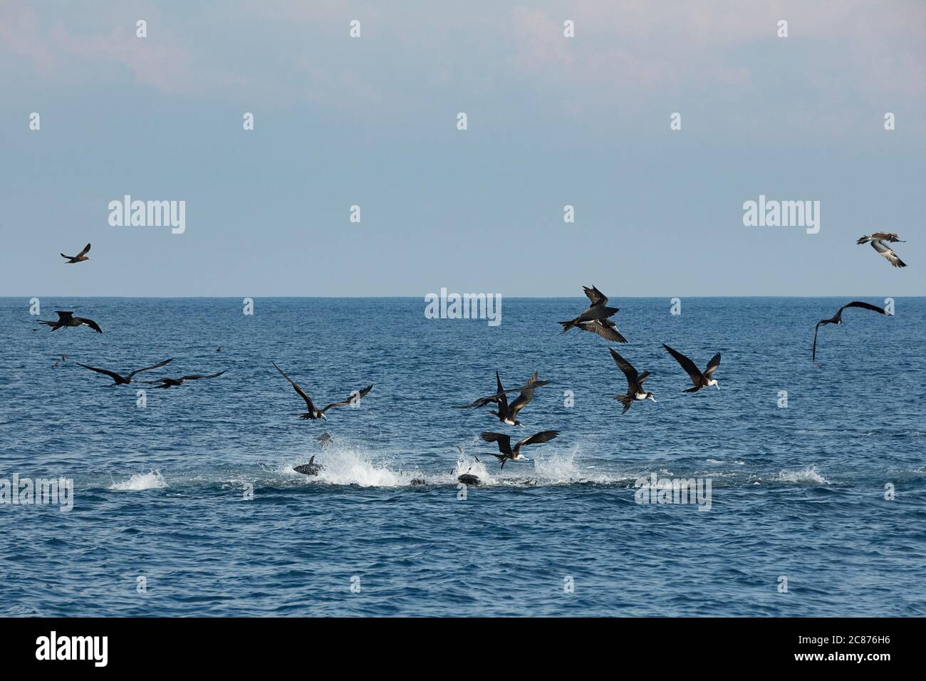 Rasende Sardinen lassen die Meeresoberfläche aufkochen, während sie hektisch versuchen, dem Angriff von Gelbflossen-Thunfisch und herrlichen Fregatte-Vögeln, Costa Rica, zu entkommen Stockfoto