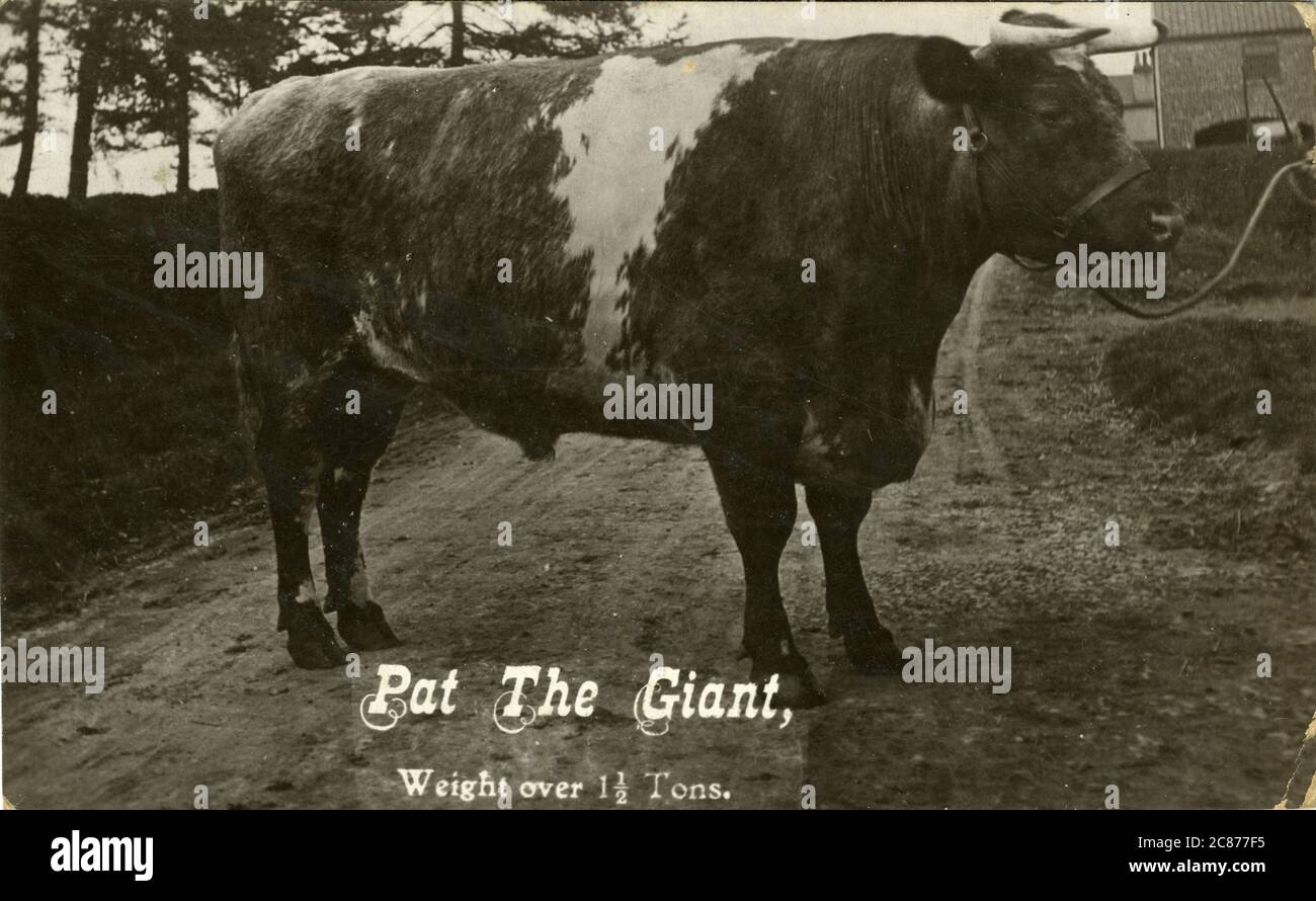 Preisbulle - Pat the Giant Preisgewinnerer Stier (wog über anderthalb Tonnen), Stamford Bridge, York, Yorkshire, England. Stockfoto