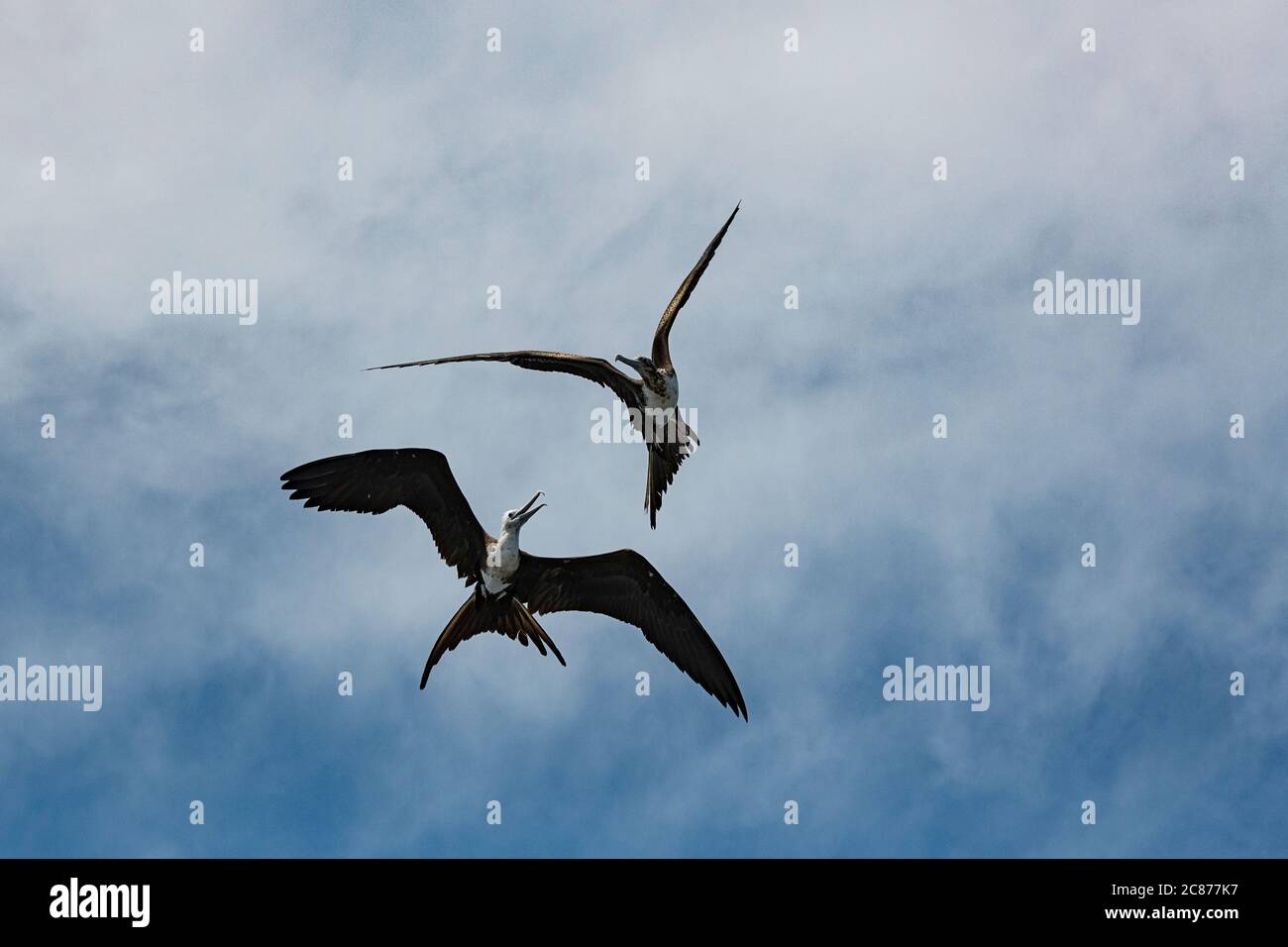 Luftkampf zwischen prächtigen Fregatenvögeln, Fregata magnificens, juvenile unten und Übergangsweibchen oben, vor der Küste von Süd-Costa Rica Stockfoto
