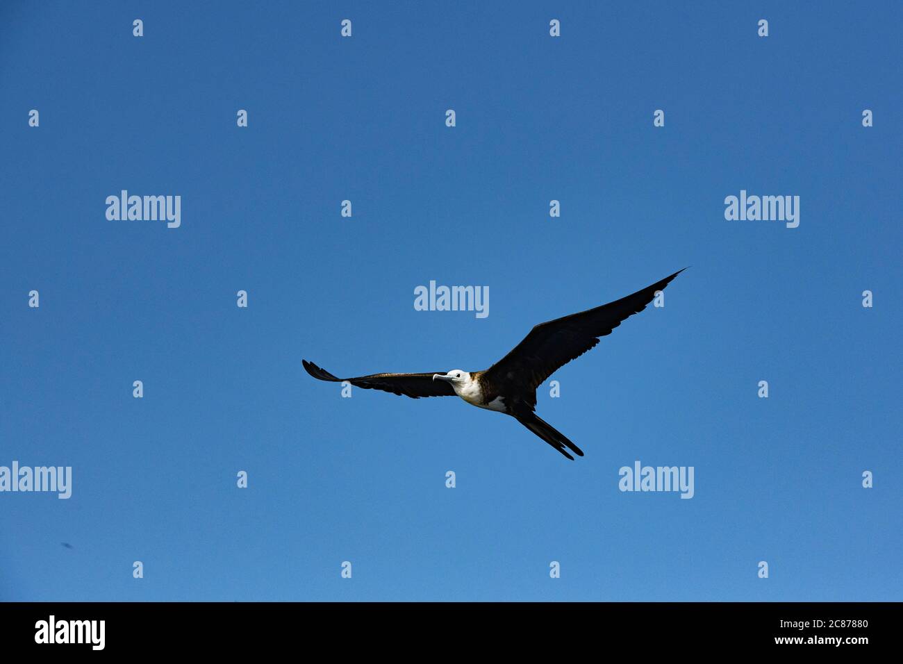 Prachtvoller Fregatte-Vogel, Fregata magnificens, Offshore aus dem südlichen Costa Rica, Zentralamerika (Ostpazifischer Ozean) Stockfoto
