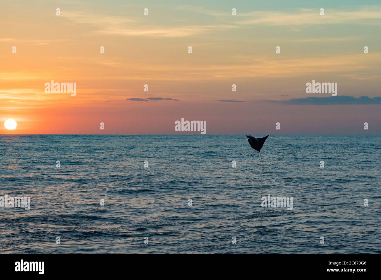 mobula-Strahl oder Teufelstrahl, Mobula sp., Springen in die Luft bei Sonnenuntergang, Offshore aus dem südlichen Costa Rica, Mittelamerika ( Ostpazifik ) Stockfoto