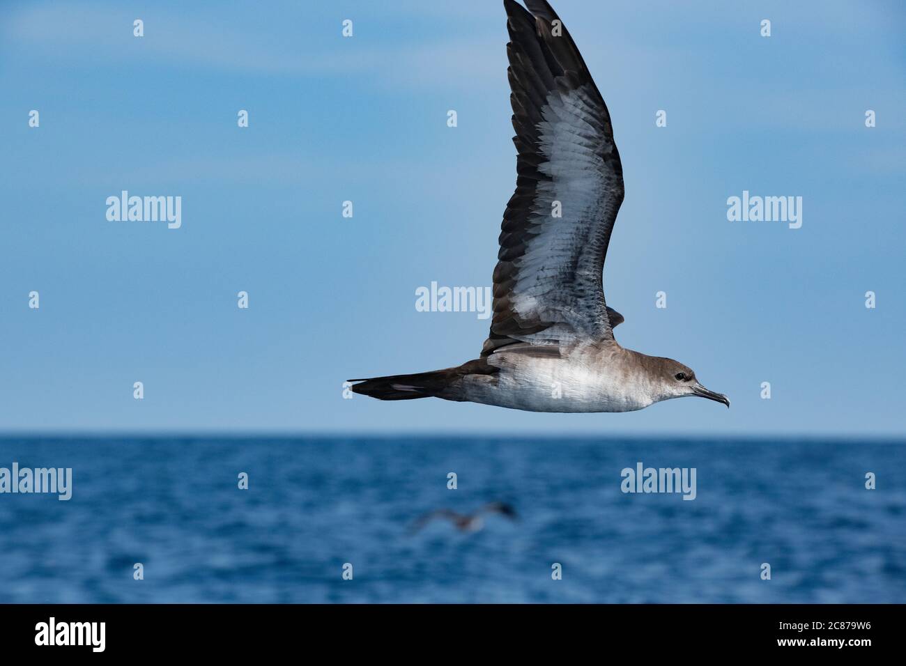 Rotfußgewässer, Ardenna creatopus oder Puffinus creatopus, fliegen Offshore aus dem südlichen Costa Rica, Zentralamerika ( Ostpazifischer Ozean ) Stockfoto
