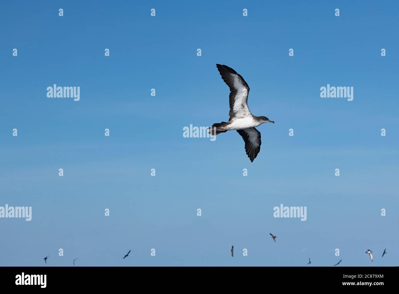Rotfußgewässer, Ardenna creatopus oder Puffinus creatopus, fliegen Offshore aus dem südlichen Costa Rica, Zentralamerika ( Ostpazifischer Ozean ) Stockfoto