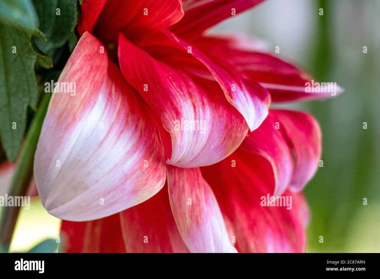 Dekorative rote große Dahlia Blume Patalen Nahaufnahme über verschwommenen Hintergrund Stockfoto