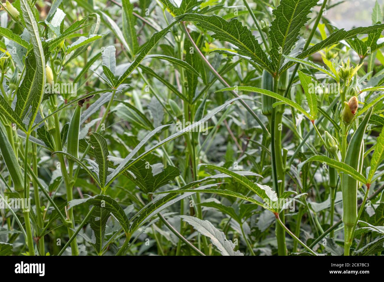 Okra oder Dame Finger wächst in der Farm, selektive Fokus Stockfoto