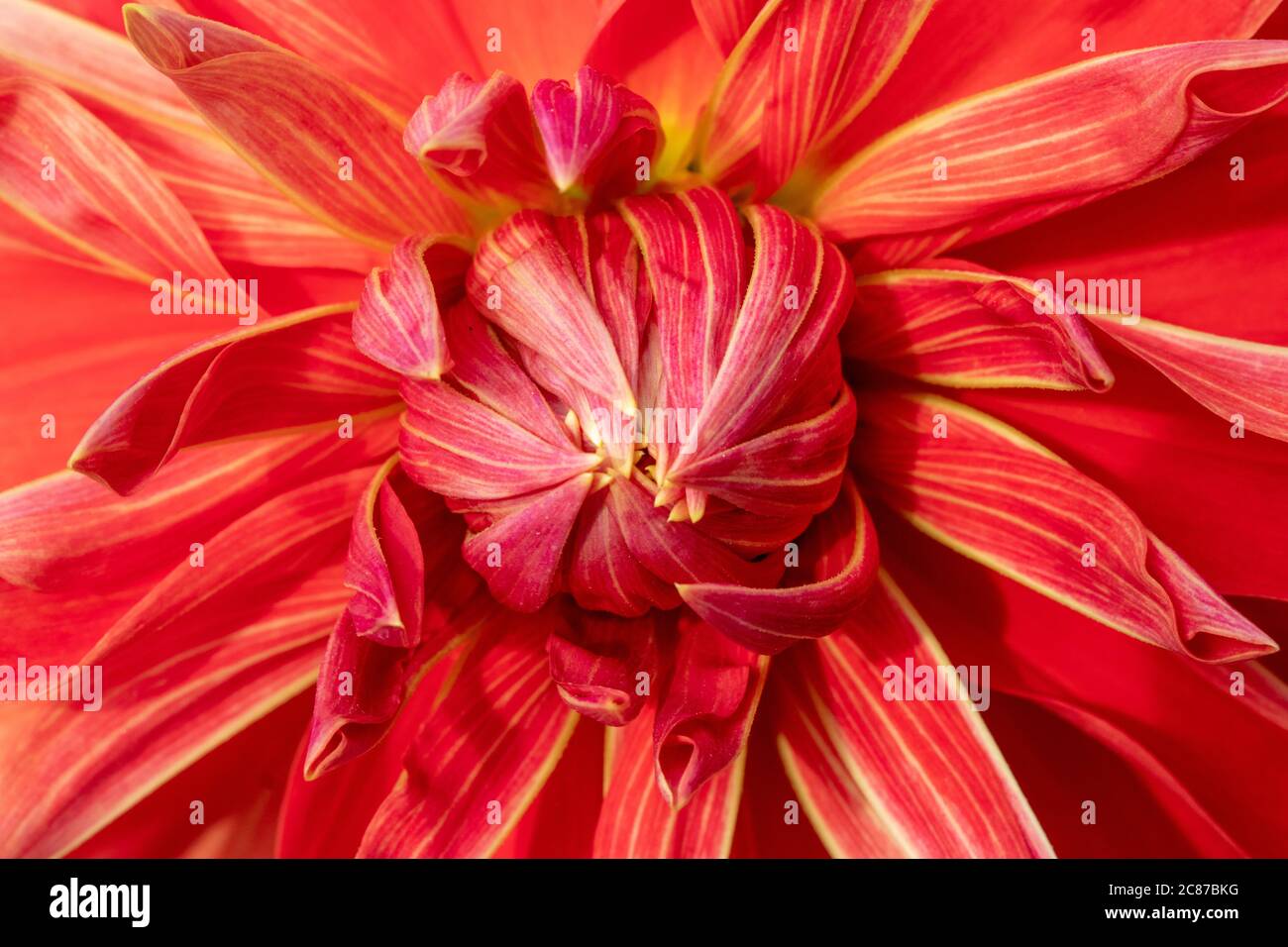 Schöne Dahlia Blume Nahaufnahme, füllen Tiefe des Feldes Stockfoto