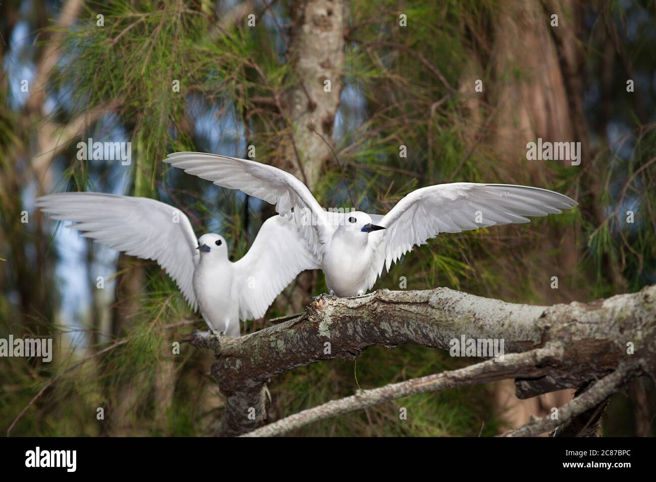 Seeschwalbe oder Feenschwalbe, Gygis alba rothschildi, Sand Island, Midway Atoll National Wildlife Refuge, Papahanaumokuakea Marine National Monument, USA Stockfoto