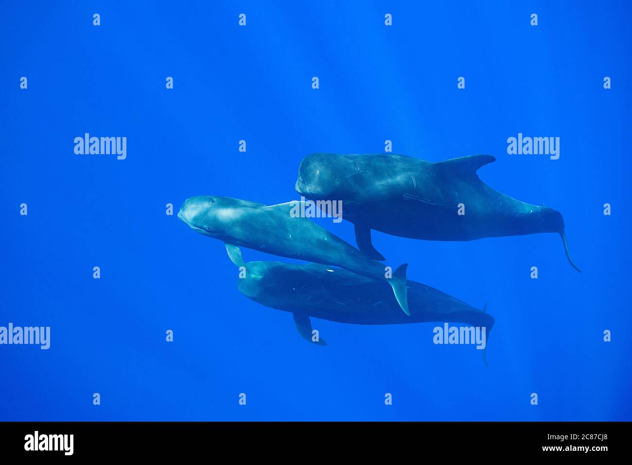 Erwachsene und Jugendliche Kurzflossentäuberwale, Globicephala macrorhynchus, schwimmen durch offenen Ozean, Kona, Hawaii ( die große Insel ), USA, Pazifik Stockfoto