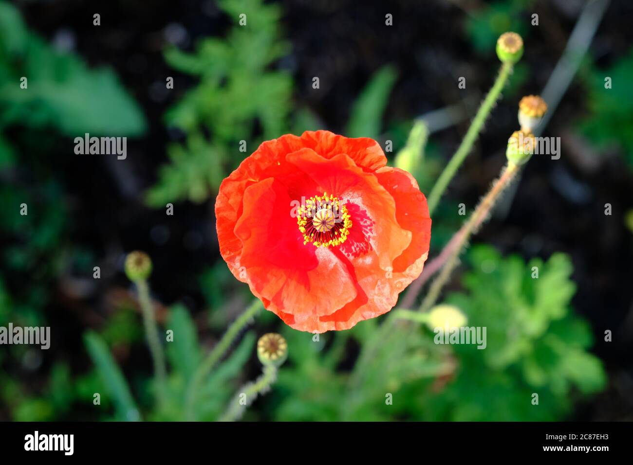 Elegant einfache blutrote Mohnblume (Papaver rhoeas) in voller Blüte in einem Glebe Garten, Ottawa, Ontario, Kanada. Stockfoto
