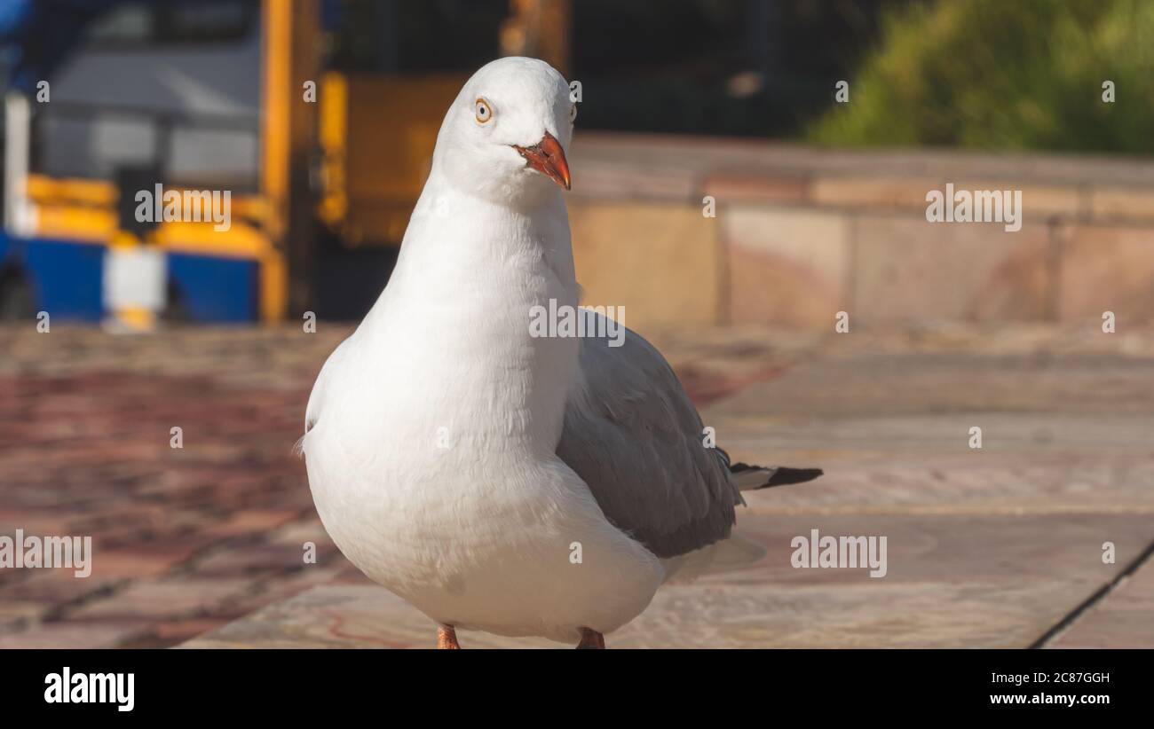 Möwe zu Fuß in der Stadt. Mittelgroßer Vogel, grau und weiß mit schwarzen Markierungen an den Flügeln, orangefarbenem Schnabel und klaren Augen. Stockfoto