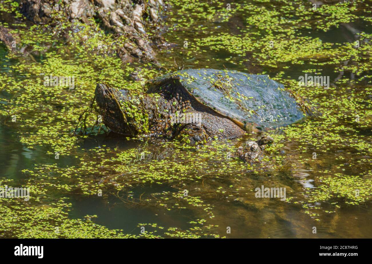 Gewöhnliche Schnappschildkröte an der Wasseroberfläche, während sie von Unterwasservegetation und grünem Entenkraut des Feuchtgebiets bedeckt ist, Castle Rock Colorado USA. Stockfoto