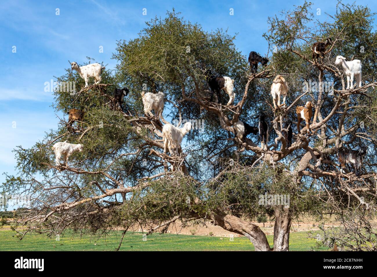 Ziegen ruhen in Argan Baum (Argania spinosa) in Marokko Stockfoto