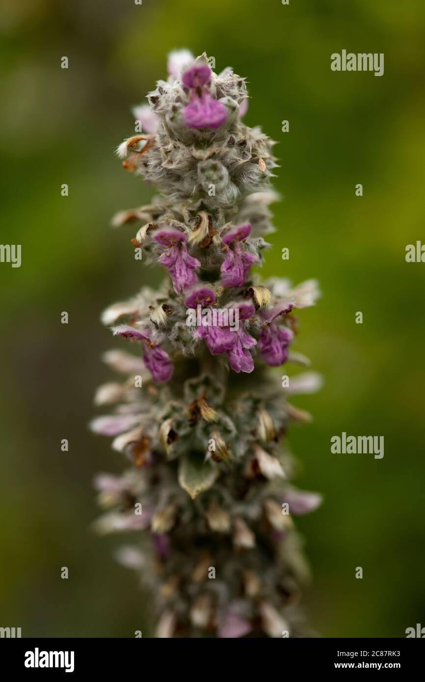 Lämmer Ohr Pflanze wächst im Garten Stockfoto