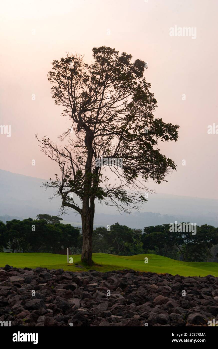 Alter Baum in der Mitte eines Golfplatzes auf vulkanischem Gelände in Guatemala, ein Club namens Reunion durch einen Ausbruch des Vulkans namens de zerstört Stockfoto