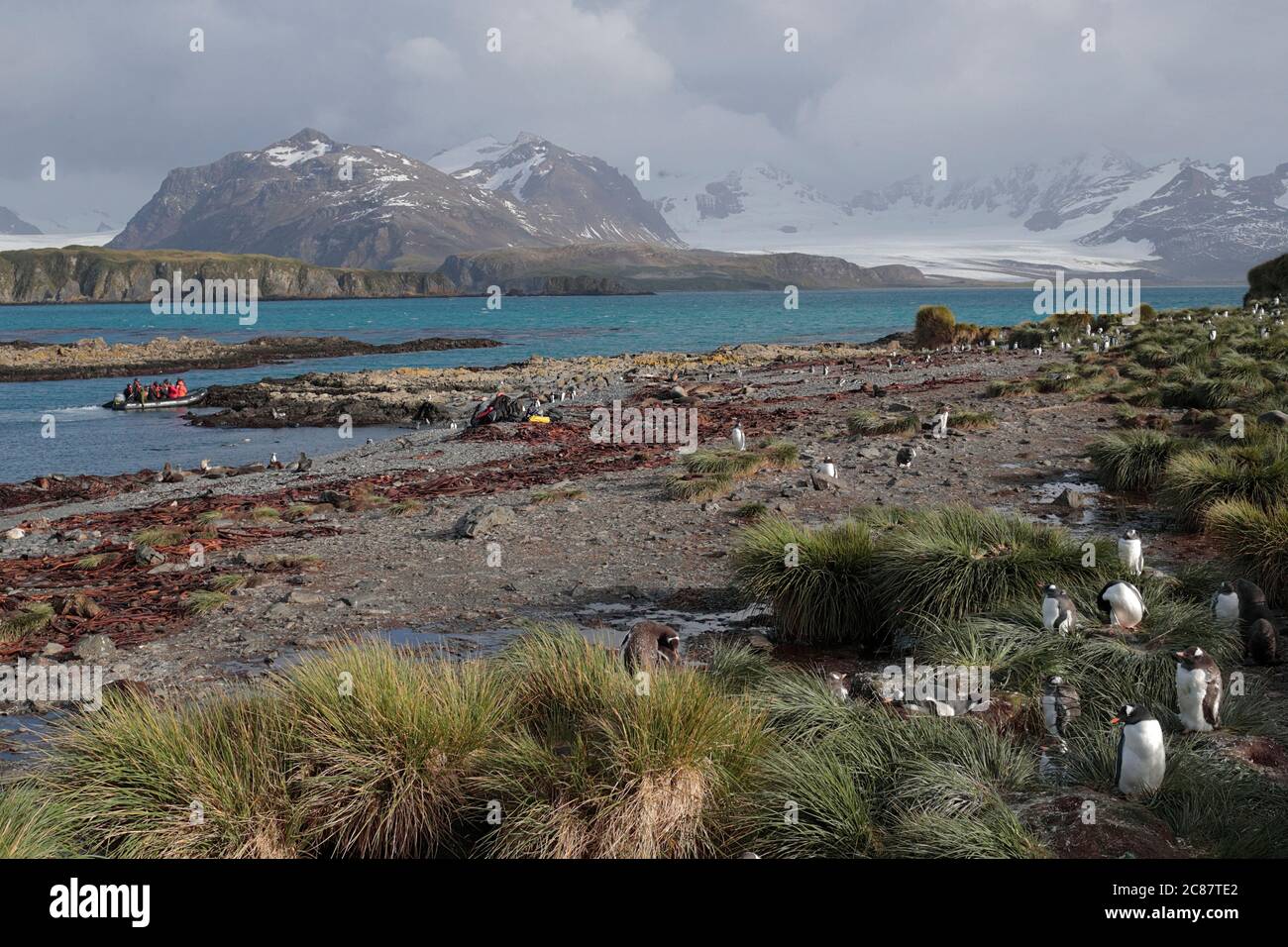 Ein Zodiac-Boot voller Touristen kommt am Ufer der Prion Island vor Südgeorgien im Südatlantik im April 2018 an und züchtet Pinguine Stockfoto