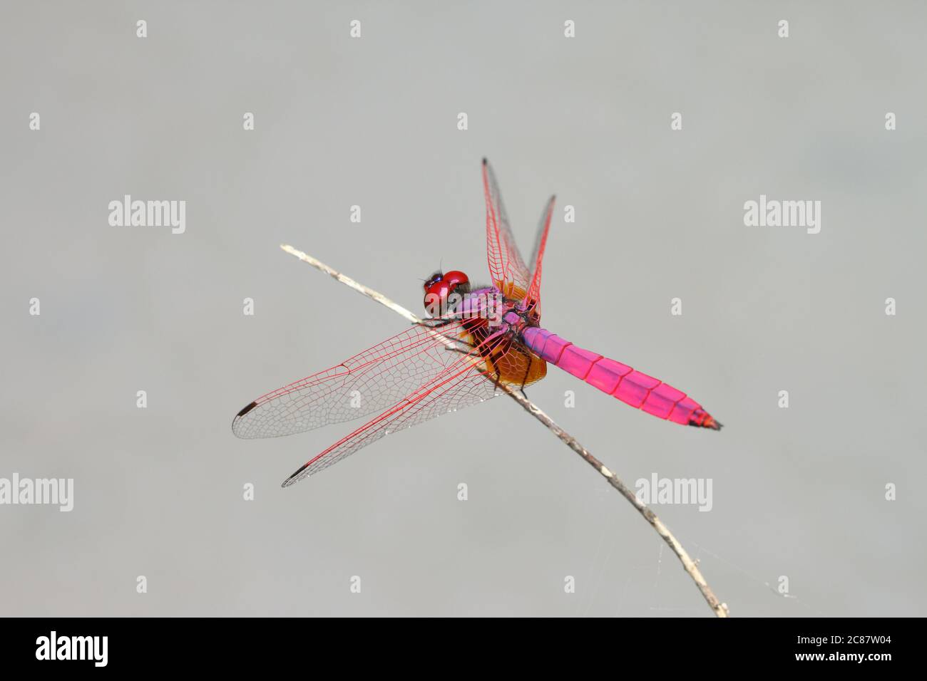 Karmesinroter Sumpfsegler (Trithemis aurora) (erwachsener Rüde). Schöne Libelle aus dem indischen Subkontinent und Südostasien. Stockfoto