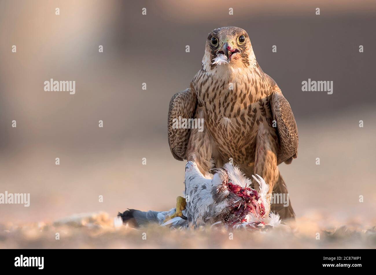 Drachen und Falken sind tropische Raubvögel in Pakistan Stockfoto