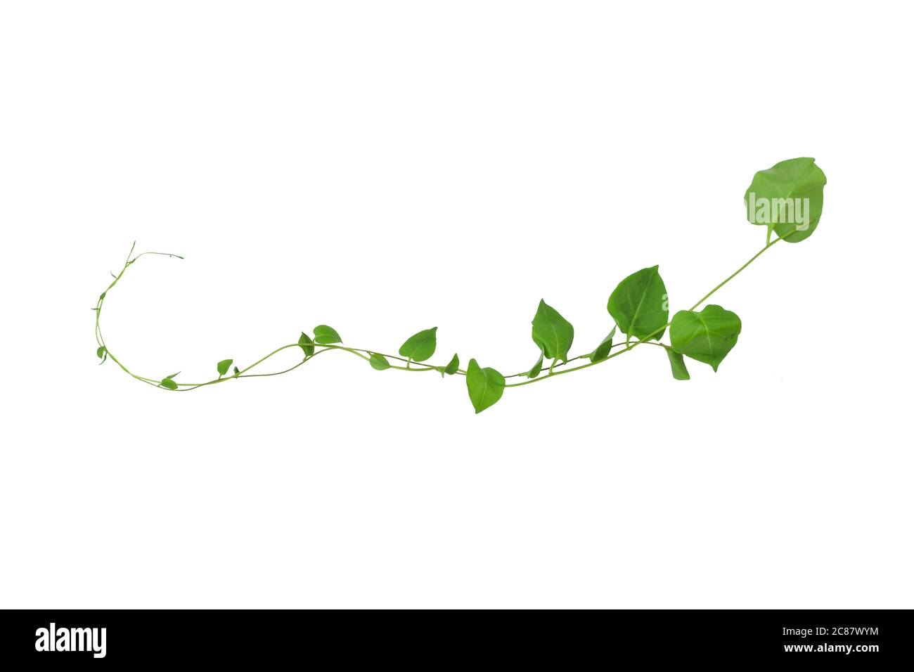 Herzförmige grüne Blätter Kletterreben Efeu von Kuhslip Creeper (Telosma cordata) die kriechende Waldpflanze wächst in wild isoliert auf weißem Backgroun Stockfoto