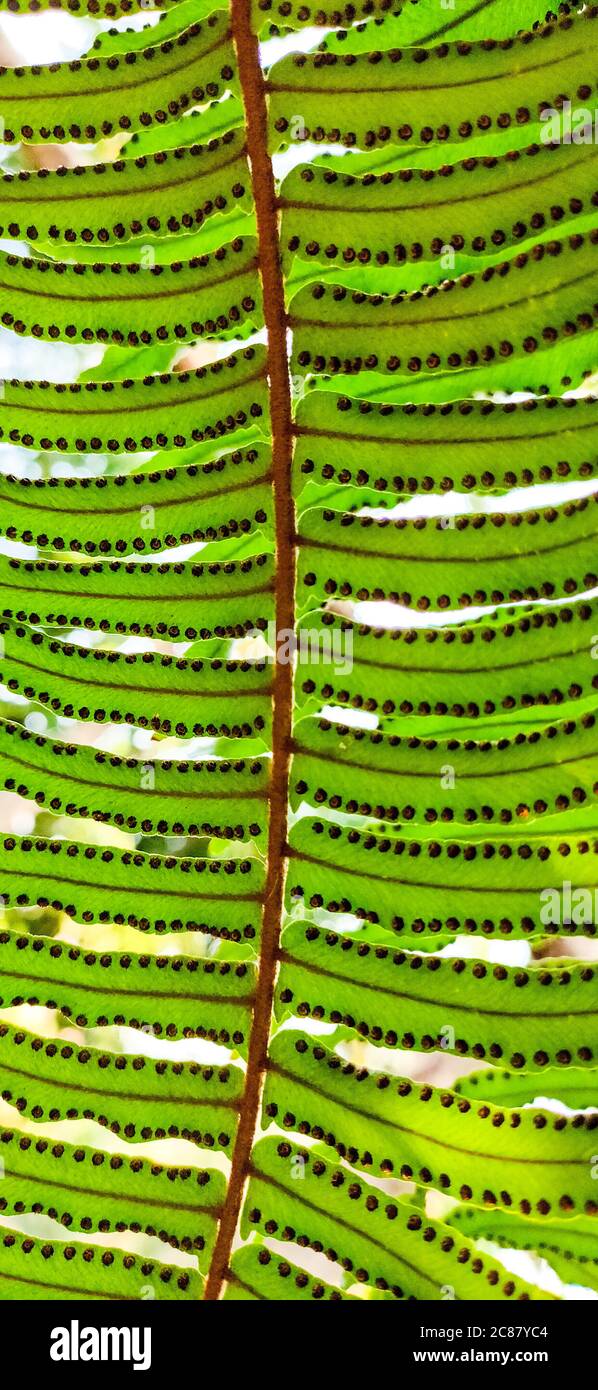 Ein schönes Muster aus Ptedophytenblättern Stockfoto