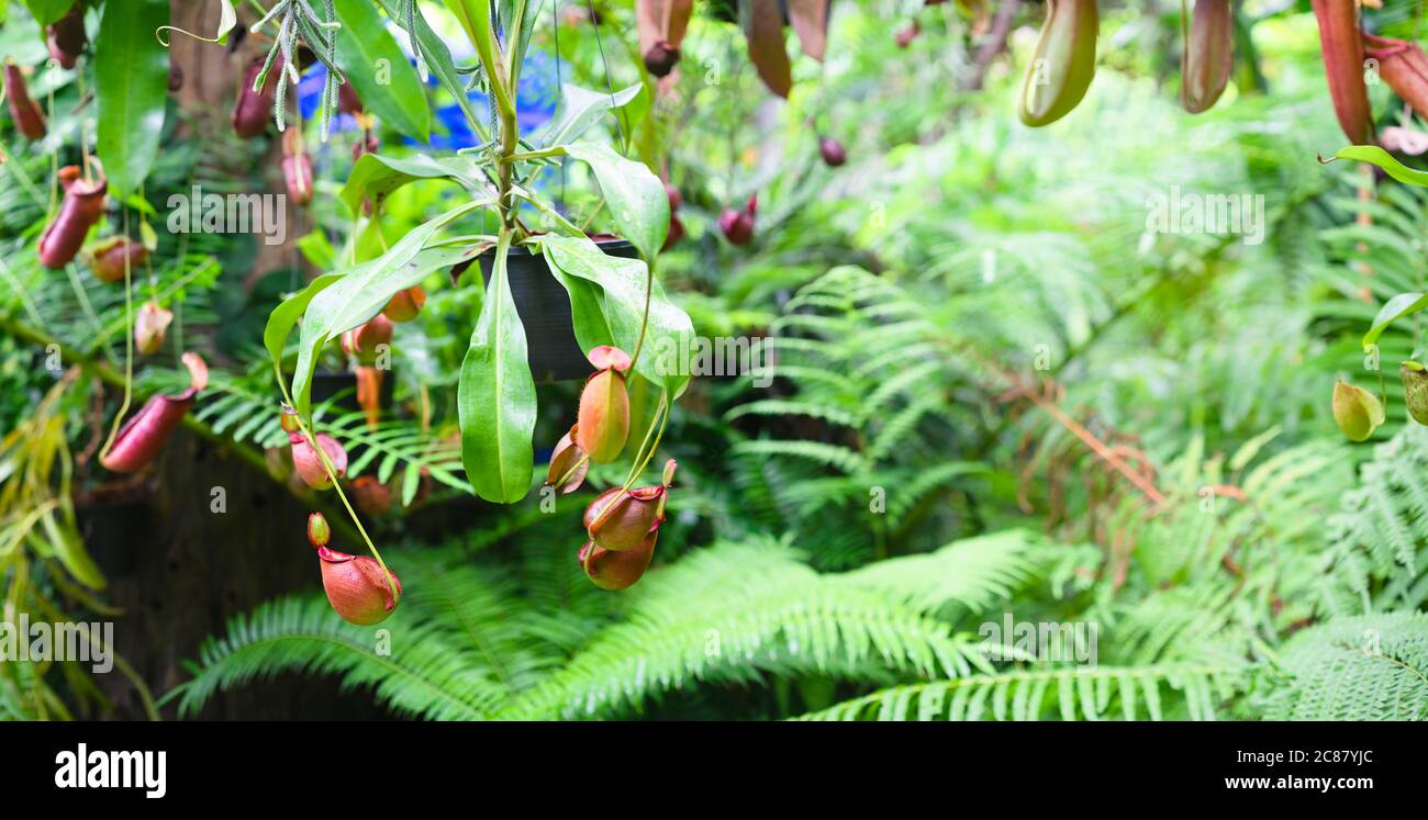 Nepenthes im tropischen Regenwald Garten. Nepenthes ist eine Gattung fleischfressender Pflanzen, auch bekannt als tropische Krug Pflanzen oder Affen Tassen, in der mon Stockfoto