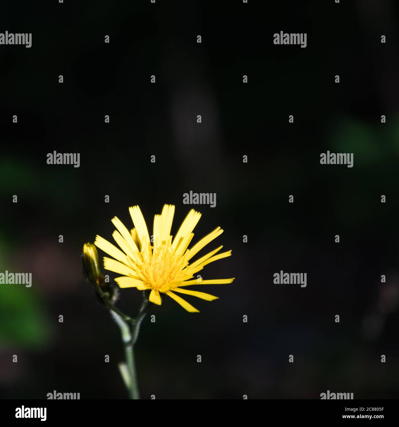 Gelbes Blumenportrait mit dunklem Hintergrund Stockfoto