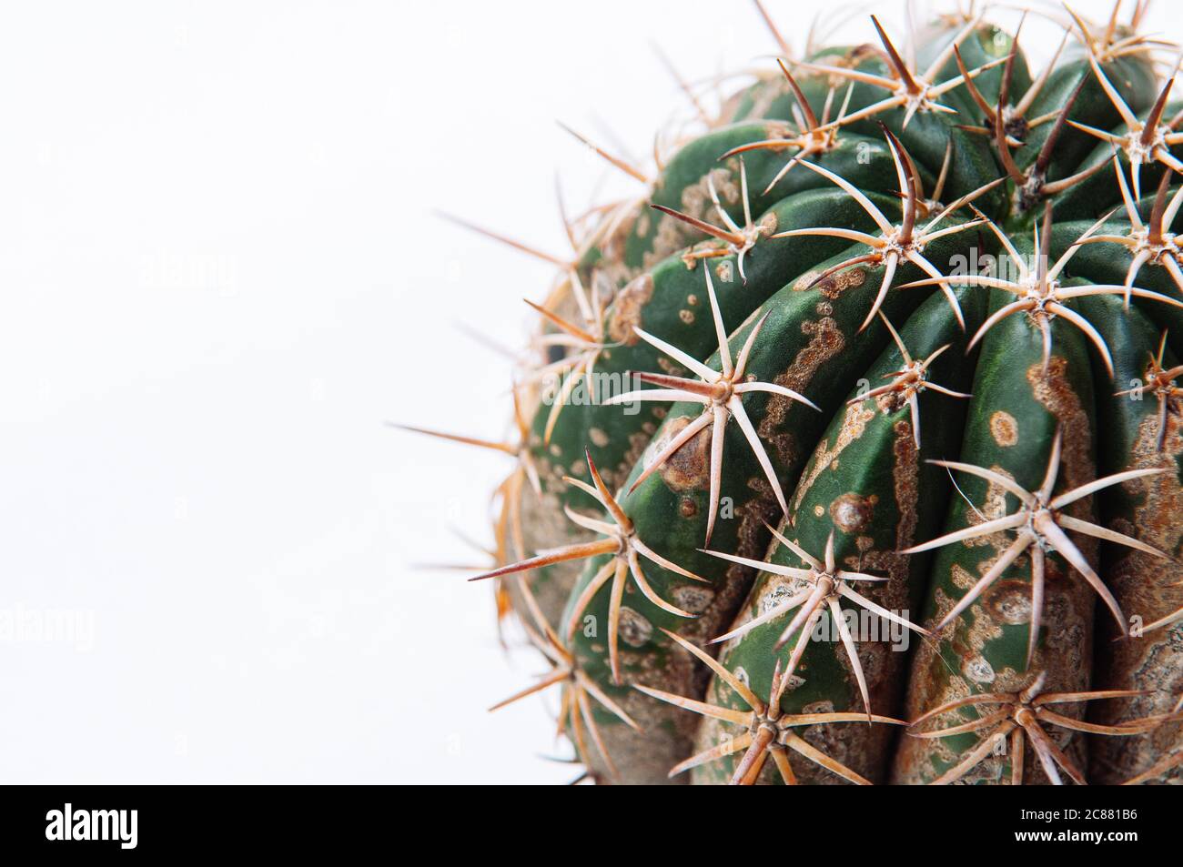 Kaktus-Krankheit trockene Wurzelfule durch Pilze verursacht, schwere  Schden Pilze infiziert Melocactus isoliert auf weiem Hintergrund zeigt  schwere Schden auf der Haut Stockfotografie - Alamy