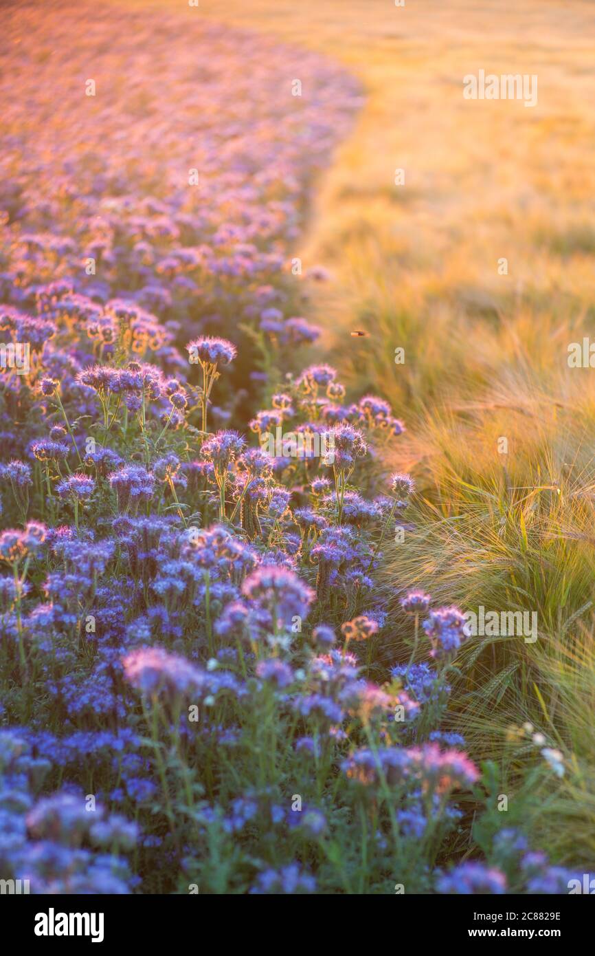 Lila Jasione montana blüht neben einem Weizenfeld bei Sonnenuntergang Stockfoto