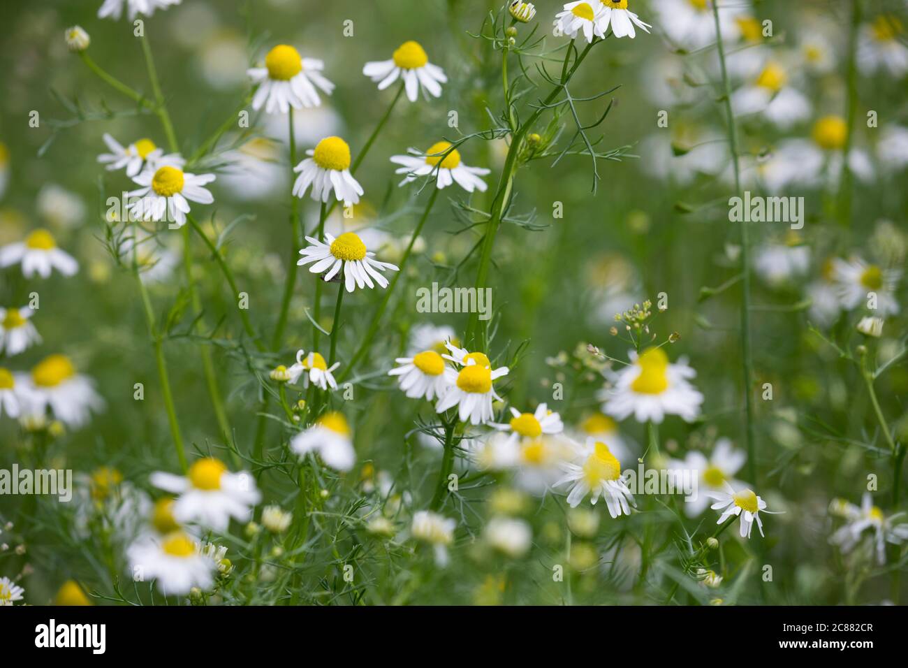 Echte Emy, Emy, Matricaria recutita, Chamomilla Recutita, Matricaria Chamomilla, Kamille, wilde Kamille, Italienische camomilla, duftende Stockfoto