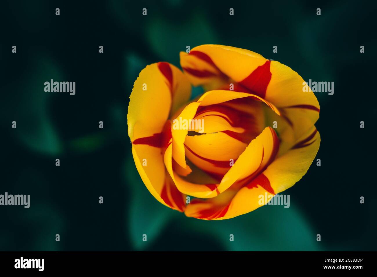 Schönes Bild einer gelben und roten Tulpe von oben. Die tiefgrünen Blätter und Stängel sitzen im Hintergrund Stockfoto