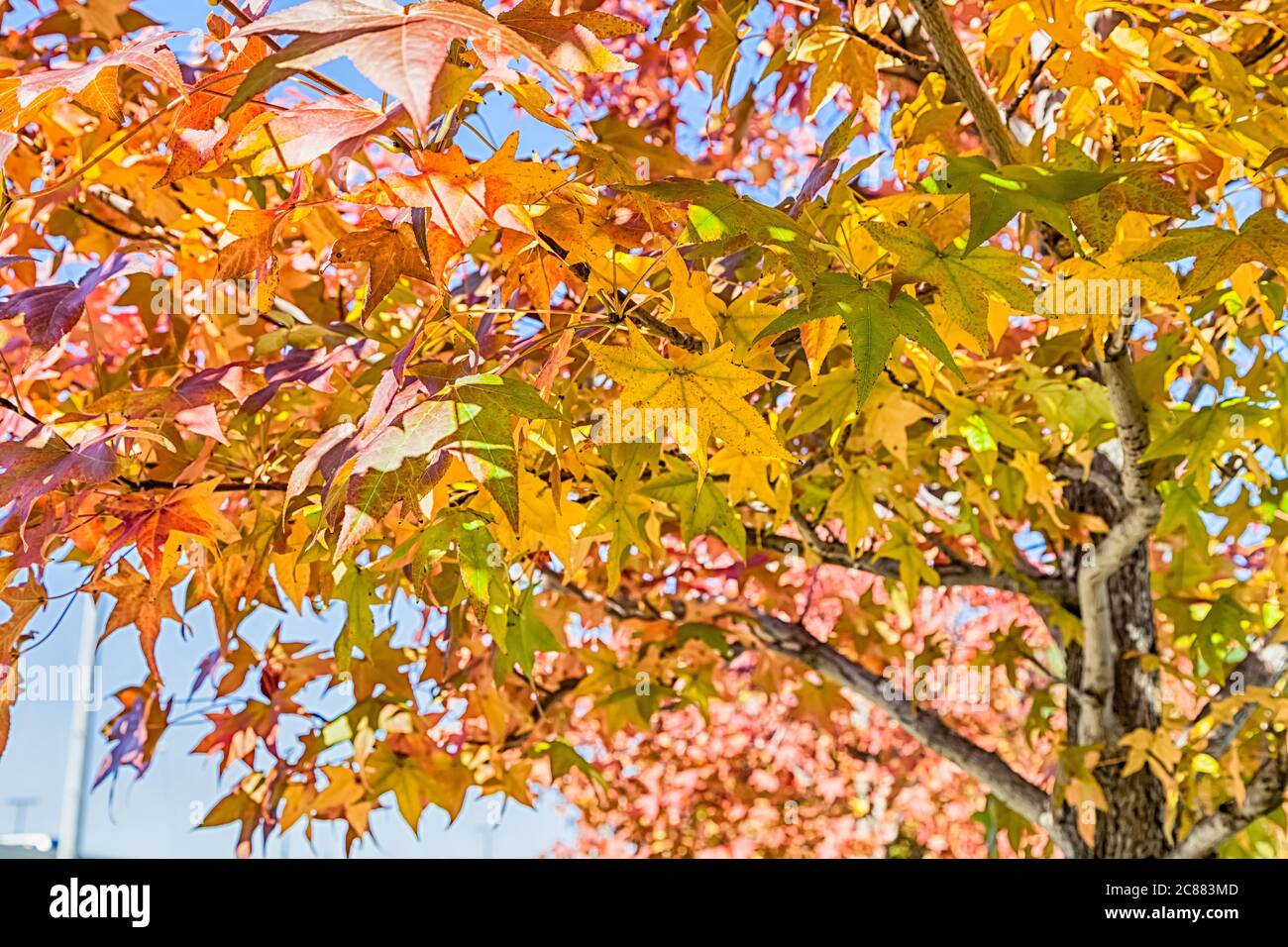 Farbe im Herbst, Ahorn-Blatt mit klarem blauen Himmel. Stockfoto