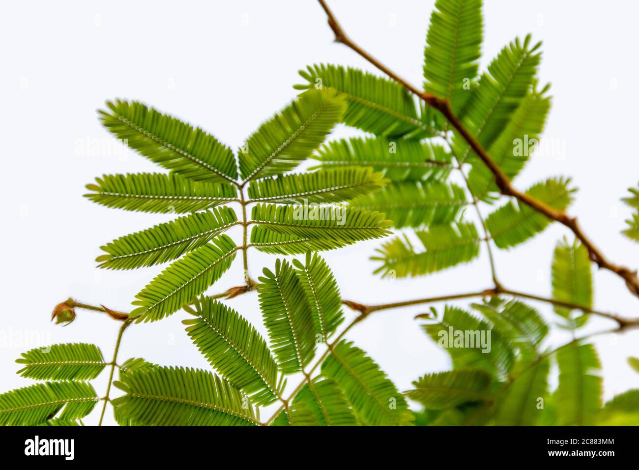 Detailaufnahme einer exotischen Pflanze namens Perserseide Baum in hellem Rücken Stockfoto