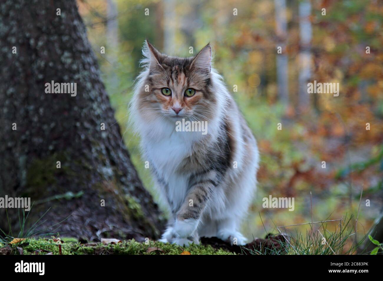 Schöne norwegische Waldkatze Weibchen starrt auf die Fotografin in der Nähe eines Baumstammes in herbstlichen und bunten Wald Stockfoto