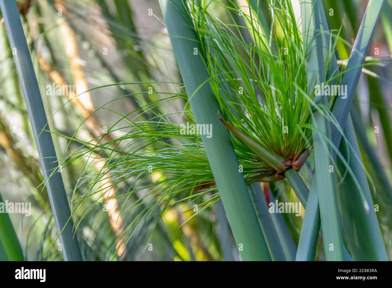 Nahaufnahme im Vollformat mit einer nil-Grasvegetation Stockfoto