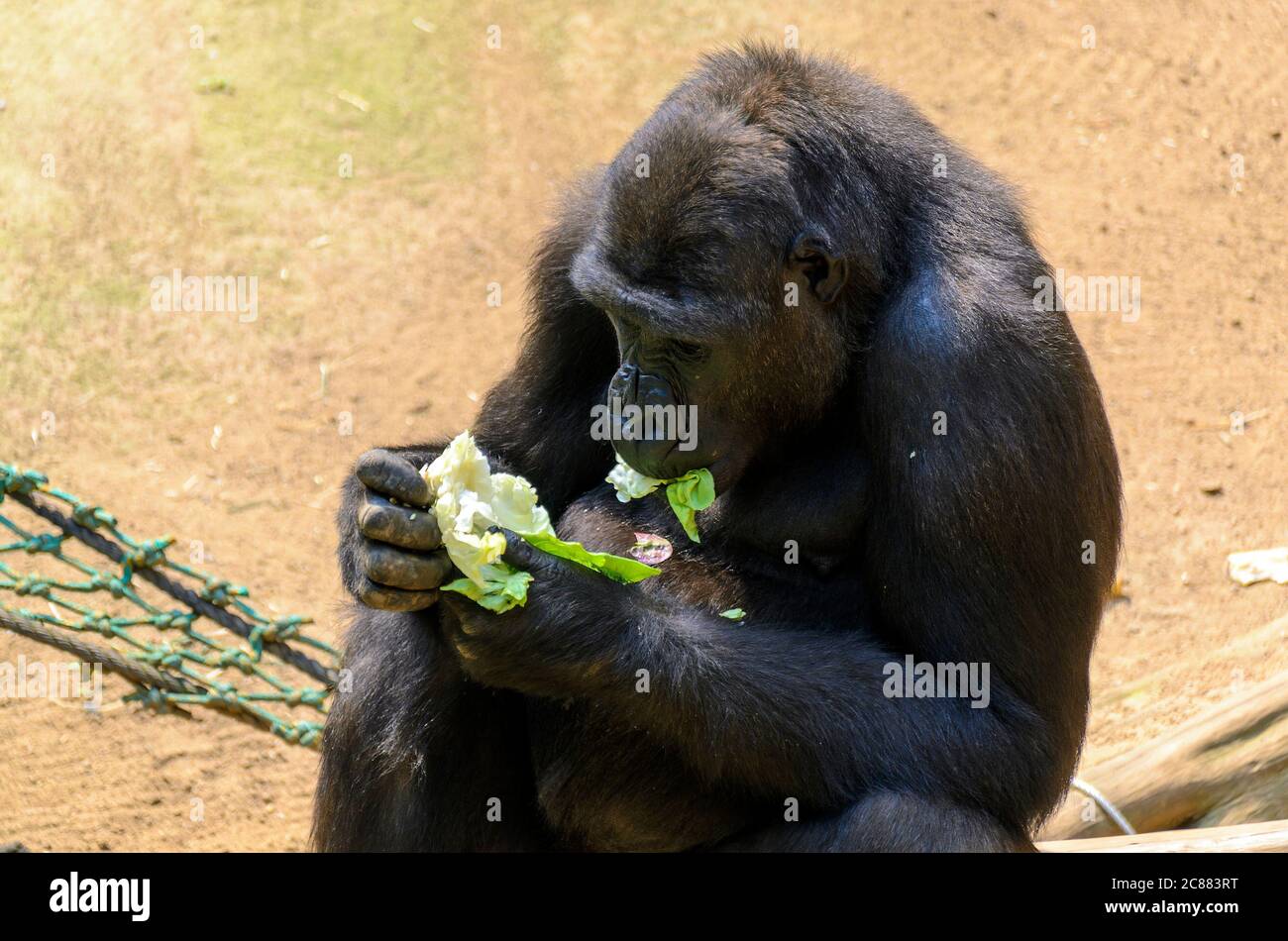 Junge Gorilla sitzt auf einem Netz und isst grünes Salatblatt Stockfoto