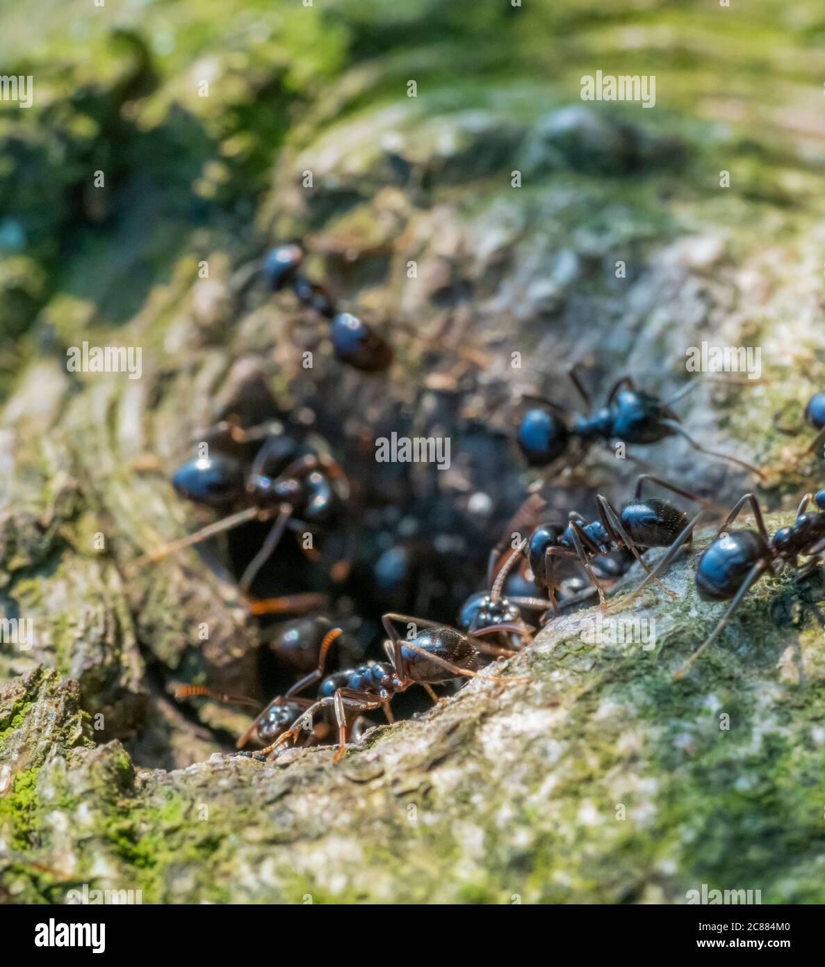 Schwarze Ameisen am Eingang ihres Nestes in Holzatmosphäre Stockfoto