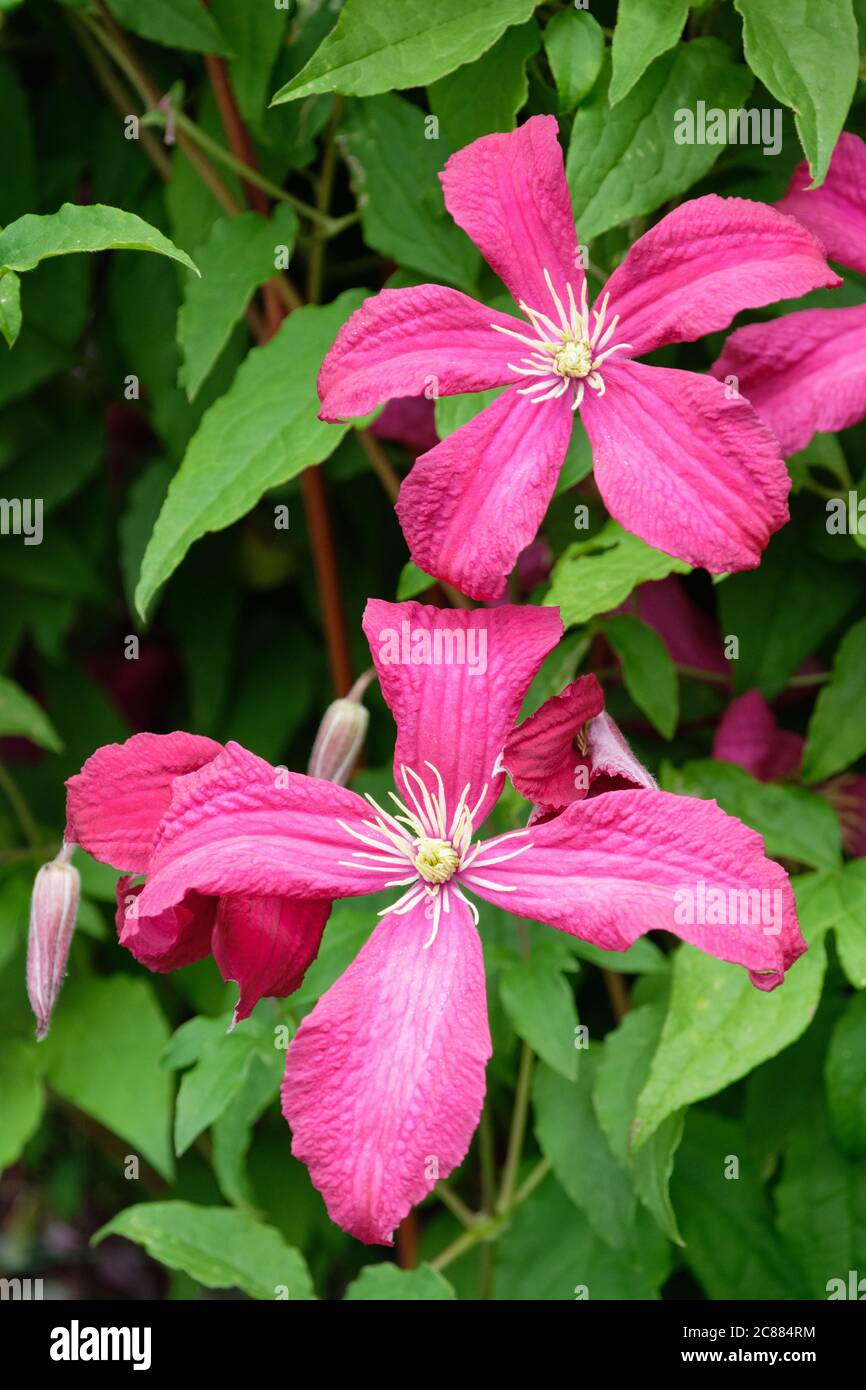 Viticella clematis, Clematis 'Adame Julia Correvon'. Clematis 'Julia Correvon', reinrote Kelchblätter mit cremig-gelben Staubgefäßen Stockfoto