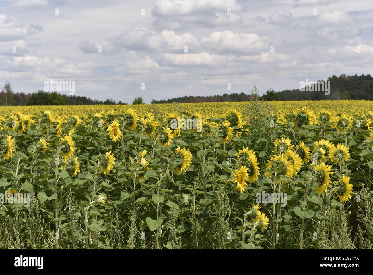 Viele Sonnenblumen in leuchtendem Gelb auf einem Feld, viele Sonnenblumen in leuchtendem Gelb auf einem Feld am Burg Regenstein. Stockfoto